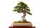 Olive tree with green foliage as bonsai