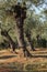 Olive tree irrigation