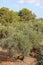 Olive tree in Israel, Asia, Middle East