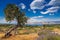 The olive tree among lavender field on Hvar island