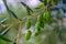 Olive Tree Leaves Closeup in a field in Greece for olive oil production. Mediterranean food