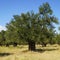 Olive Tree Leaves and Closeup Healthy Product Background