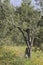 Olive tree near Bagnaia, Elba, Tuscany, Italy