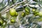 Olive Tree (Olea europaea)