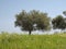 Olive tree (Olea europaea) Costa Rei, Sardinia, Italy