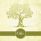 Olive tree. Olive oil. Vector olive tree on vintage paper.For labels, pack.