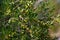 Olive tree with olives on the branches in Crete