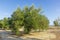 Olive tree in an orchard