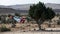 Olive tree and Palestinian flag on the backgroung, symbols of Palestinian strife for the independent state.