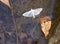 Olive-tree Pearl moth. Lying in water. Palpita vitrealis
