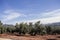 Olive tree from the picual variety near Jaen