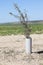 Olive tree plant protected by PVC