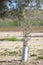 Olive tree plant protected by PVC