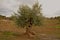 Olive tree in a plantation