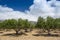 Olive Tree Plantation