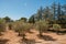 Olive tree plantation near the village of Lourmarin