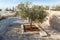 Olive tree planted by Pope John Paul 2 in the courtyard of Memorial Church of Moses on Mount Nebo near the city of Madaba in Jorda