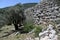 Olive tree and ruins