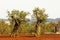 Olive tree in the Salento countryside of Puglia