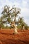 Olive tree in the Salento countryside of Puglia