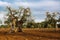 Olive tree in the Salento countryside of Puglia