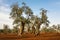 Olive tree in the Salento countryside of Puglia