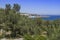 Olive tree and sea coast Xylella