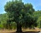 Olive tree secular in the countryside of Apulia