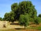 Olive tree secular in the countryside of Apulia.