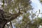 Olive tree shot from below wide angle