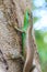 Olive Tree Skink