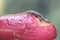 An olive tree skink is sunbathing on a pink Malay apple before starting its daily activities.