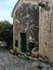 Olive tree in the small village, Borgio Verezzi, Savona, Italy