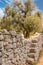 Olive tree and stone wall on a road in the Itria valley in Puglia Italy
