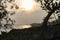 Olive tree and sunset.Vela Luka.Croatia.