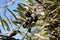 Olive tree in sunshine rays. branch with black fruits