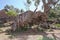 Olive tree in Tramuntana mountains