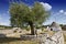 Olive tree and trullo