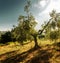 Olive tree in Tuscan evening light