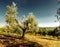 Olive tree in Tuscan evening light