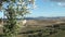 Olive tree in tuscan landscape