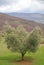 Olive Tree, Tuscany
