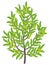 Olive tree. Vector illustration. Green Olive fruit tree plant. Flat vector color Illustration clipart. Ripe European olive on a