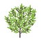 Olive tree. Vector illustration. Olive black fruit tree plant. Flat vector color Illustration clipart. Ripe European olive on a