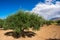 Olive tree with very good productivity of green olives, Crete, Greece.