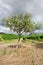 Olive tree and vineyard in Etna region, Sicily