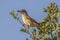 Olive-tree warbler with insect prey