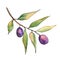 Olive tree in a watercolor style. Isolated illustration element.