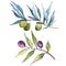 Olive tree in a watercolor style. Isolated illustration element.