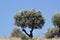 Olive tree on the wind. Landscape.